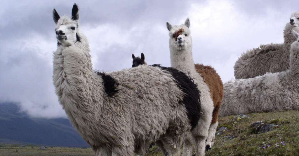 Whispers of the ocean