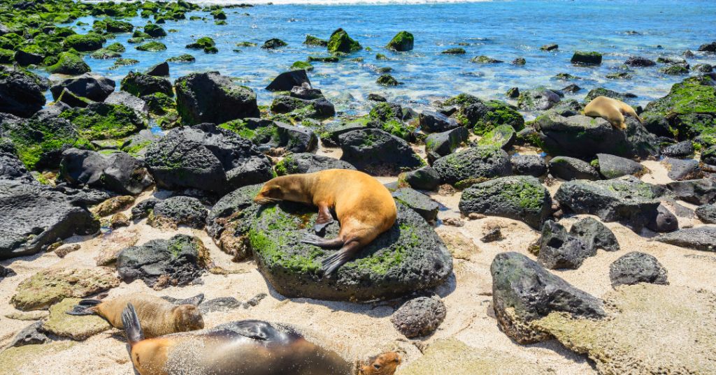 Whispers of the ocean