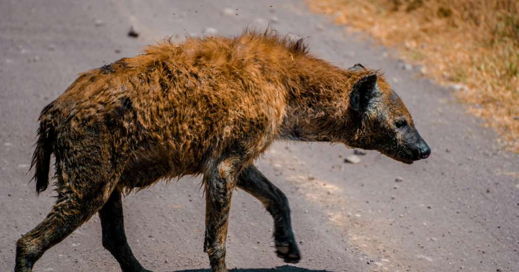 Ngorongoro Crater