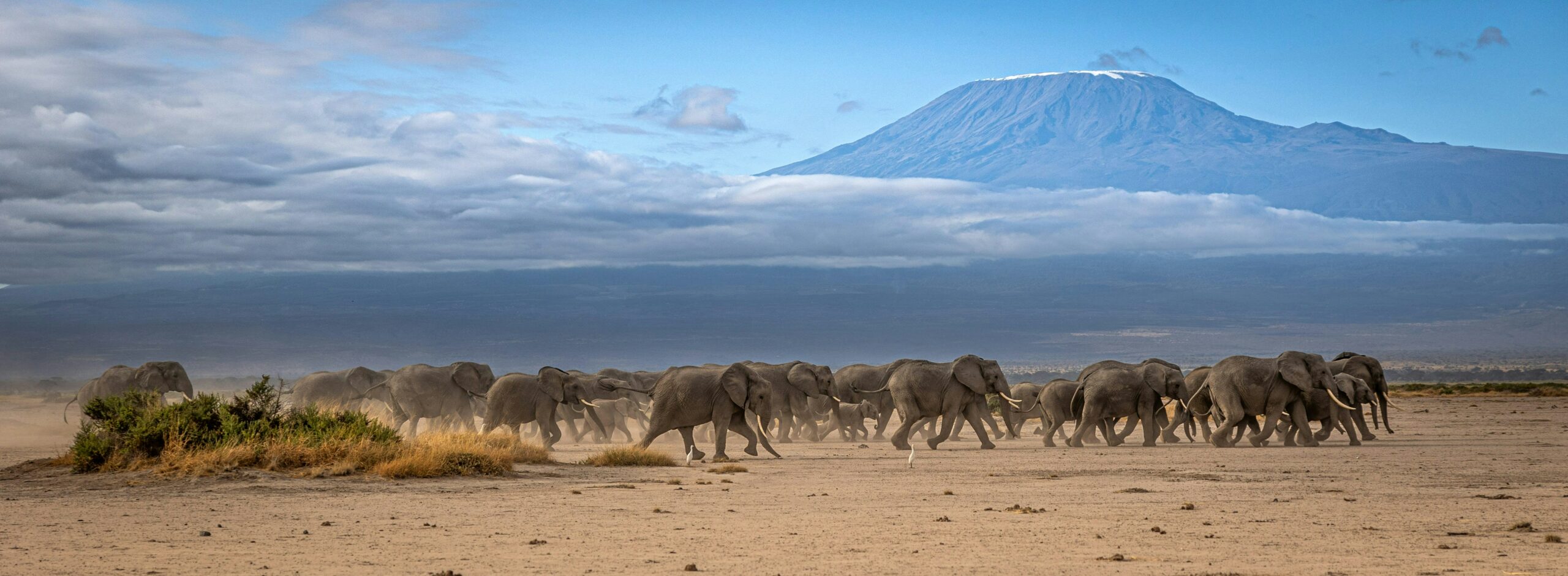 Amboseli National Park. Photo by Erwin Gerber
