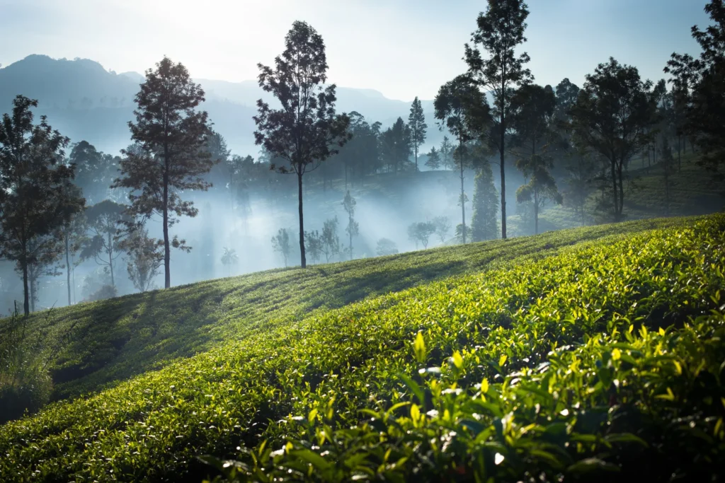 Mist-covered tea plantations
