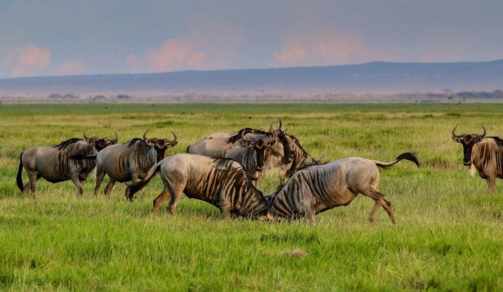Five distinct habitats exist within Amboseli’s boundaries_ the dried-up bed of ancient Lake Amboseli,
wetlands with spring-fed swamps, savannah plains, woodlands, and the slopes of ancient lava flows.