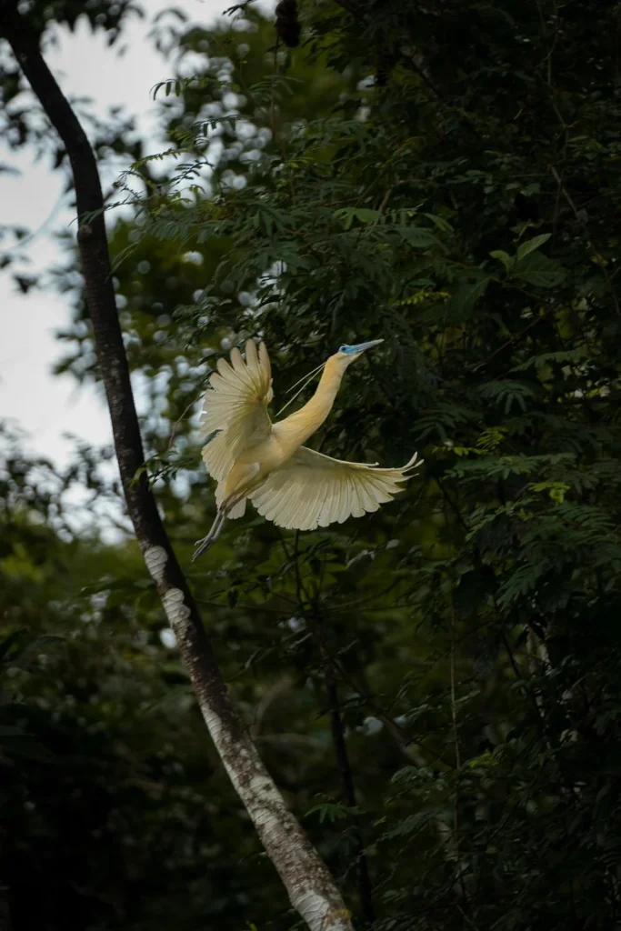Yellow Heron in Peru