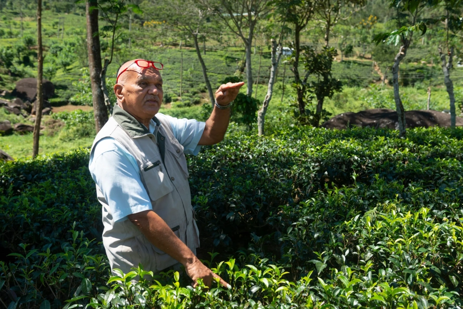 Tea expert and punster Bernard Holsinger hosts tea-tasting sessions at Ceylon Tea Trails. ©Resplendent Ceylon
