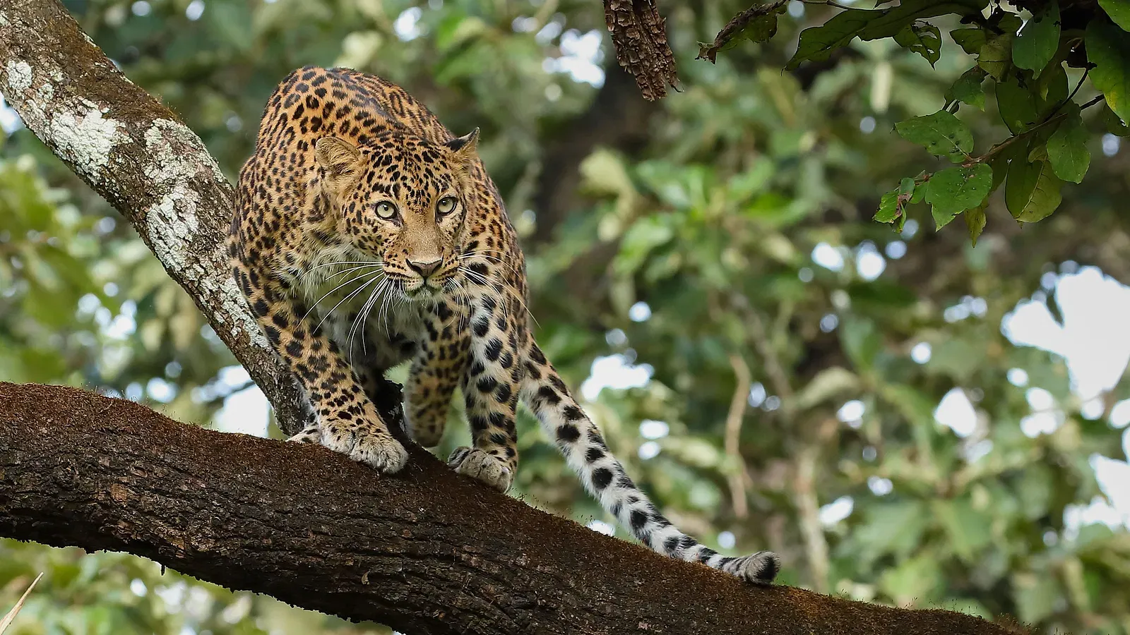 Kabini’s Hidden Sanctuary