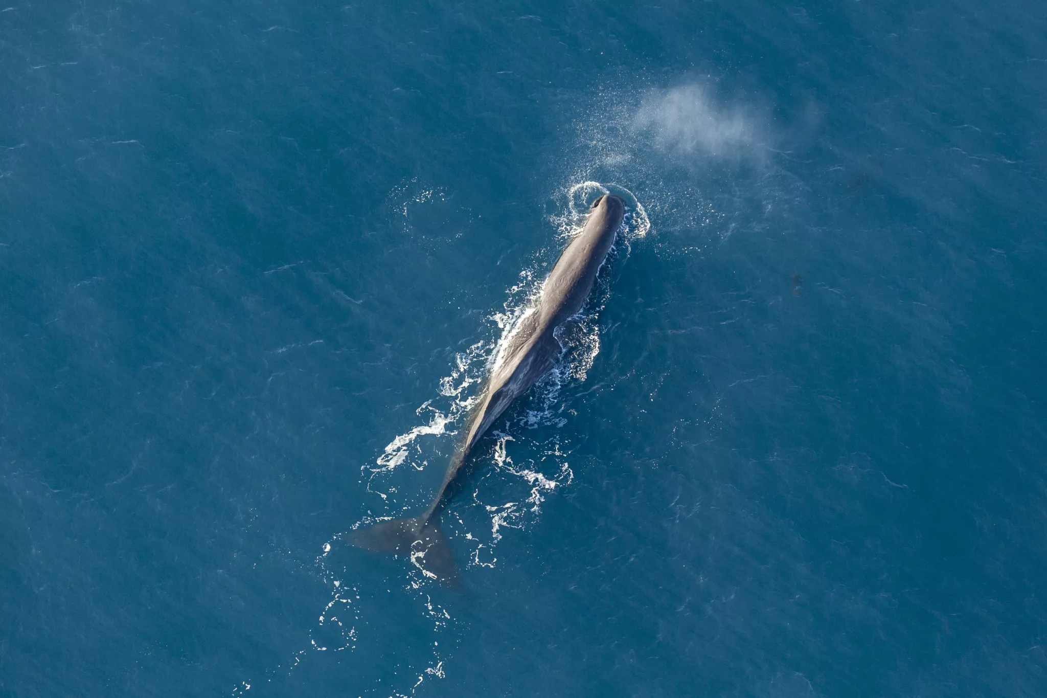 A spermwhale in Kaikoura