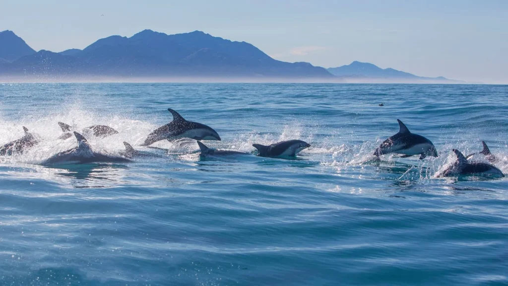 whale-watching Kaikoura Dolphins. Photo Courtesy NZonline.