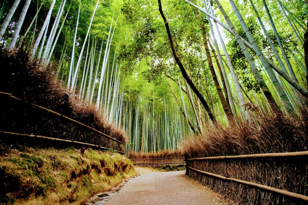 Take the scenic route through the bamboo groves of Arashiyam to reach Shigetsu 
restaurant in Kyoto.