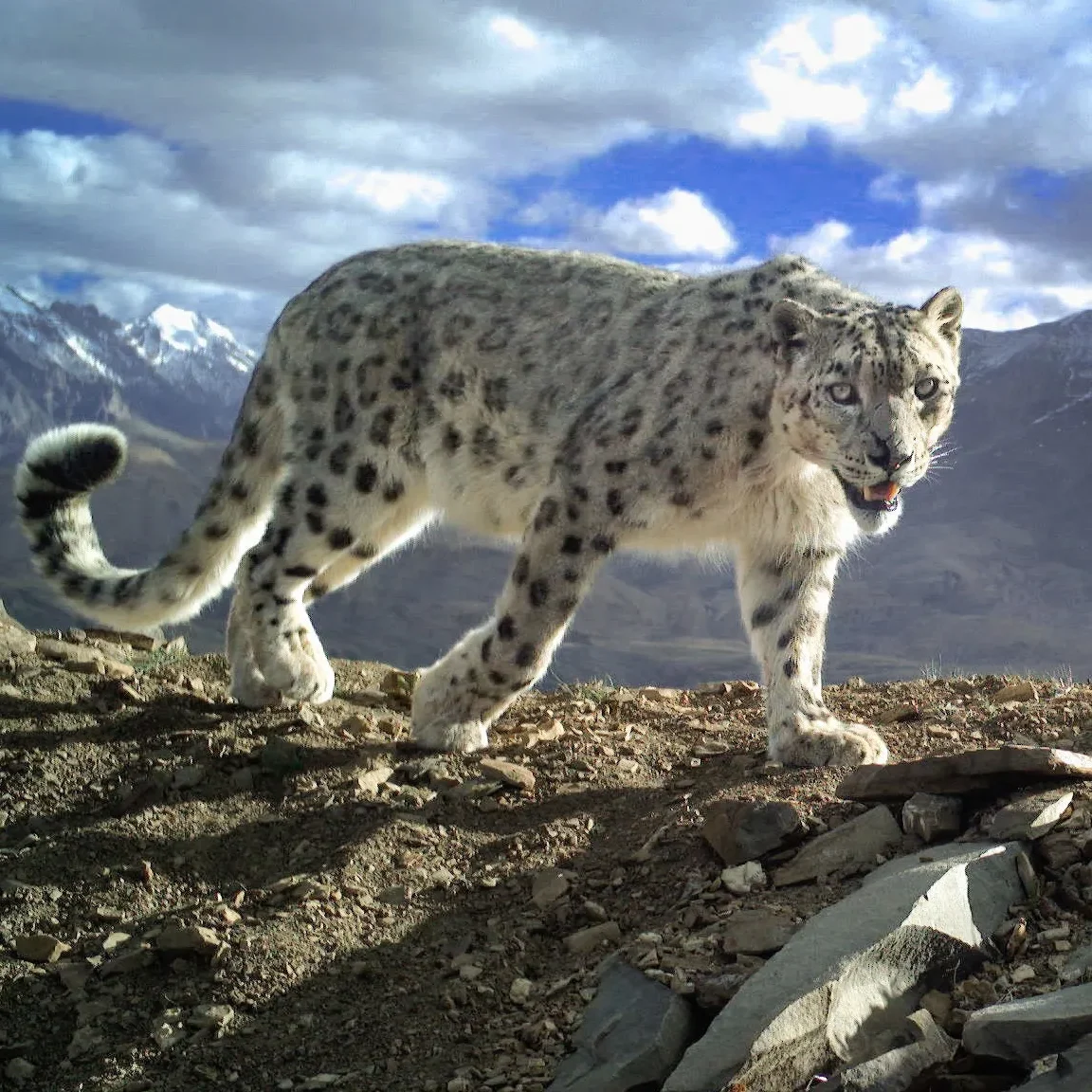 Knowing the terrain and the cats' behaviour are the most important factors in this expedition. So, we pair you with expert local trackers and naturalist guides.