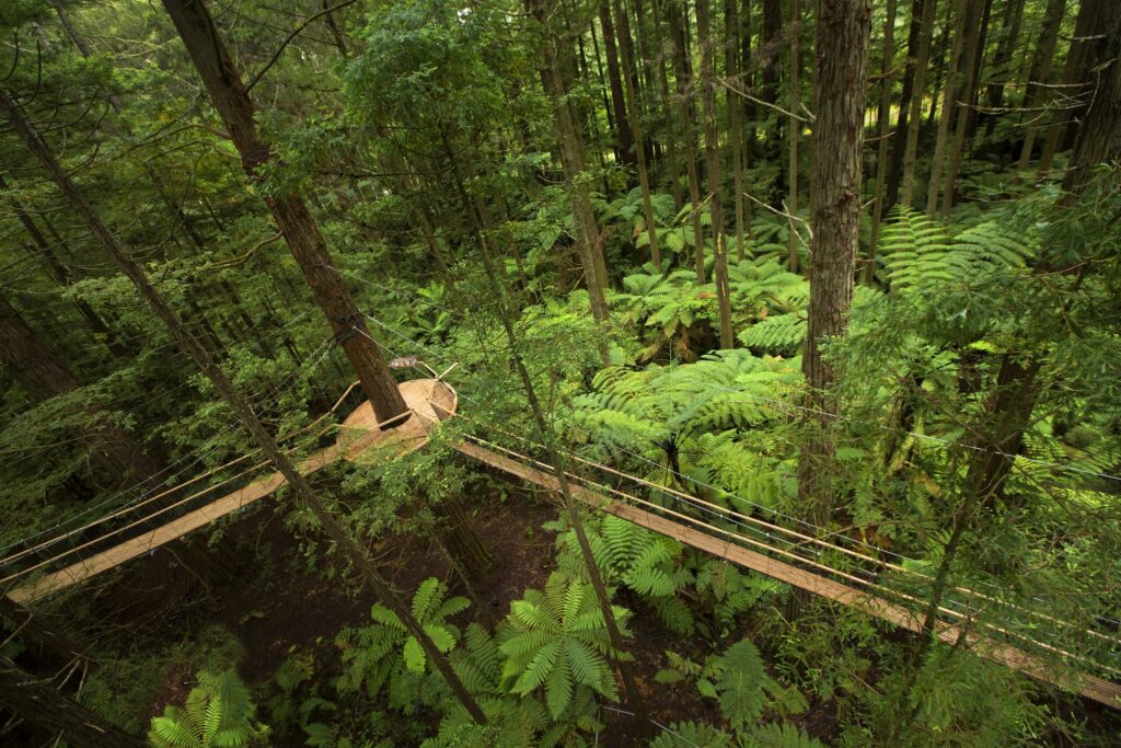 Redwoods Treewalk within the Whakarewarewa forest in Rotorua