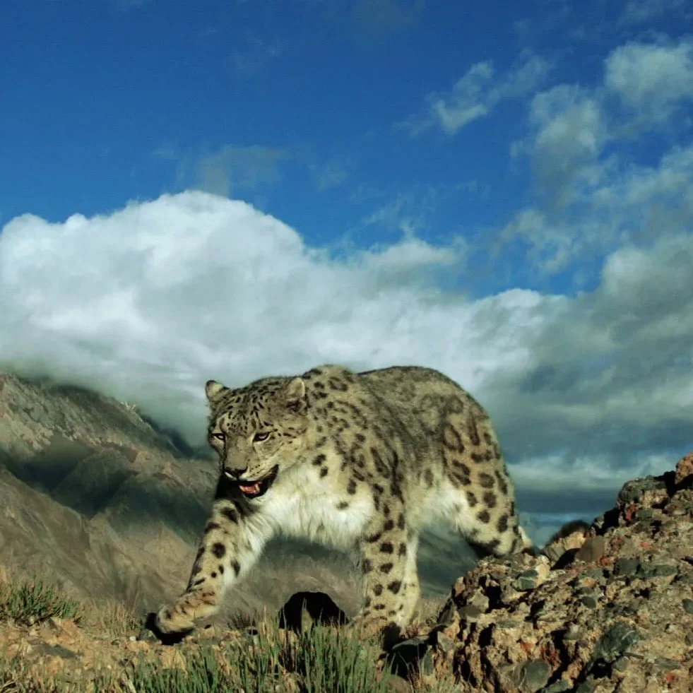 Knowing the terrain and the cats' behaviour are the most important factors in this expedition. So, we pair you with expert local trackers and naturalist guides.